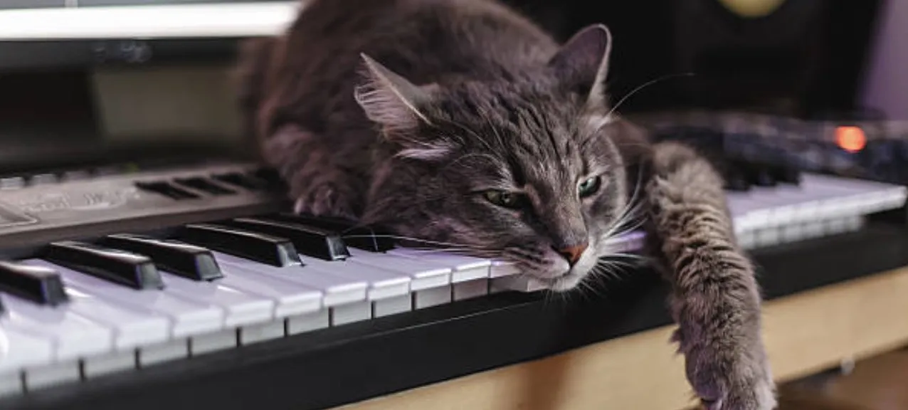 Photo drôle avec chat au piano