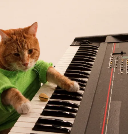 Image drôle avec chat au piano