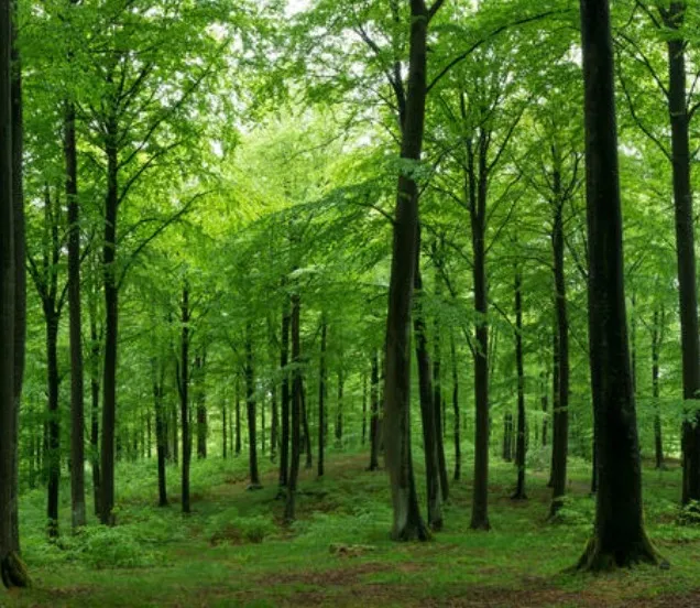 We planten een boom voor elke verkochte piano