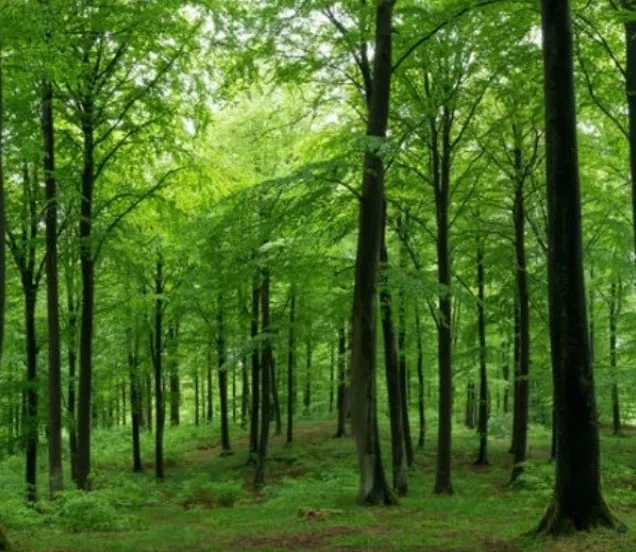 Nous plantons un arbre pour chaque piano vendu.