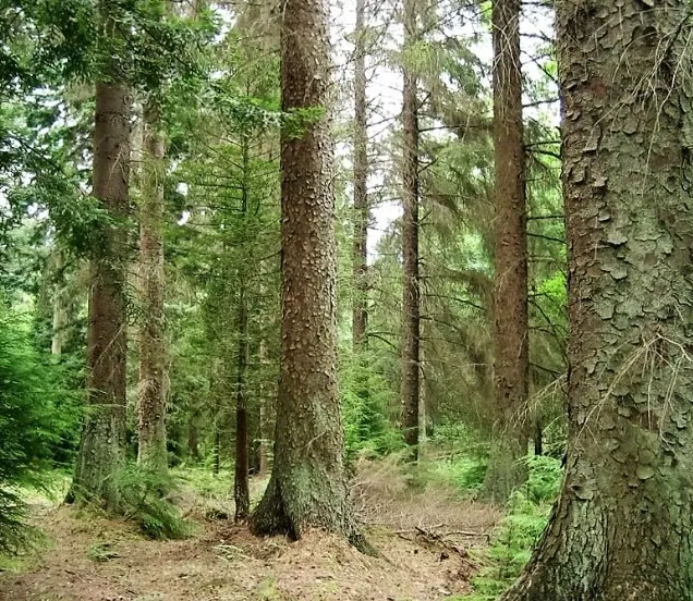 Sitka spruce